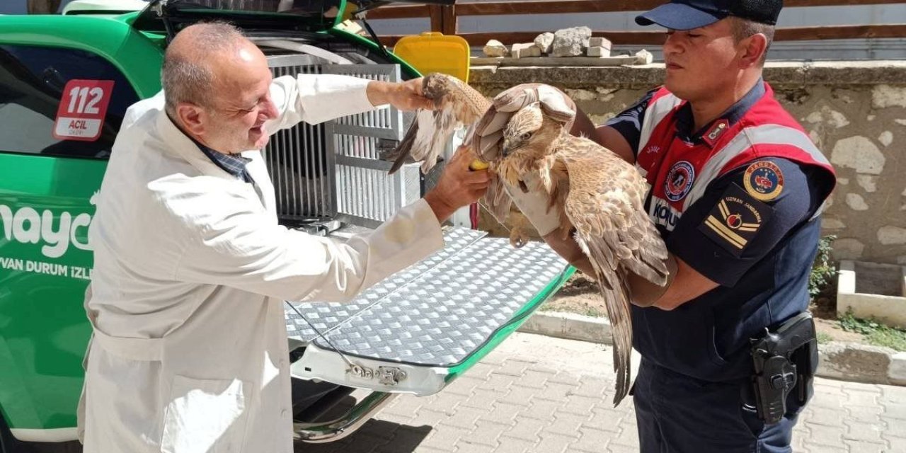 Karaman’da Yaralı Bulunan Kızıl Şahin Koruma Altına Alındı