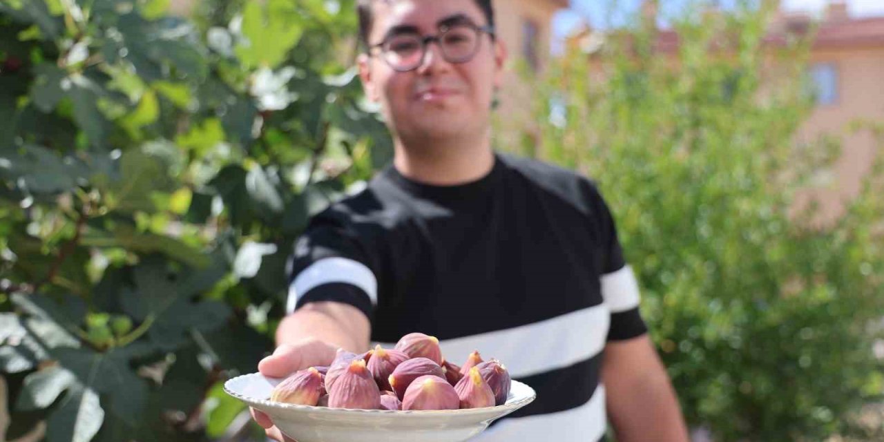 Konya’da Yetişmesi Zor Bilinen İnciri Apartman Bahçesinde Yetiştirdi