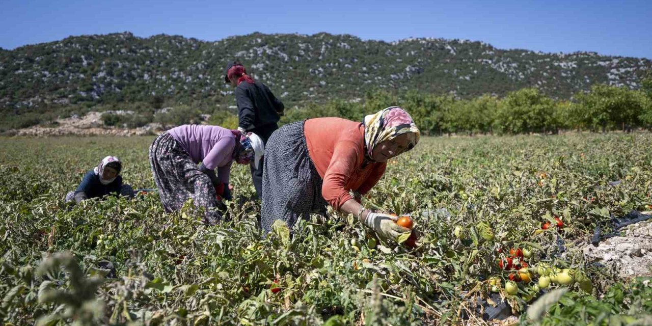 Mersin’de Üreticiye Yüzde 70 Hibeli Domates Fidesi Desteği