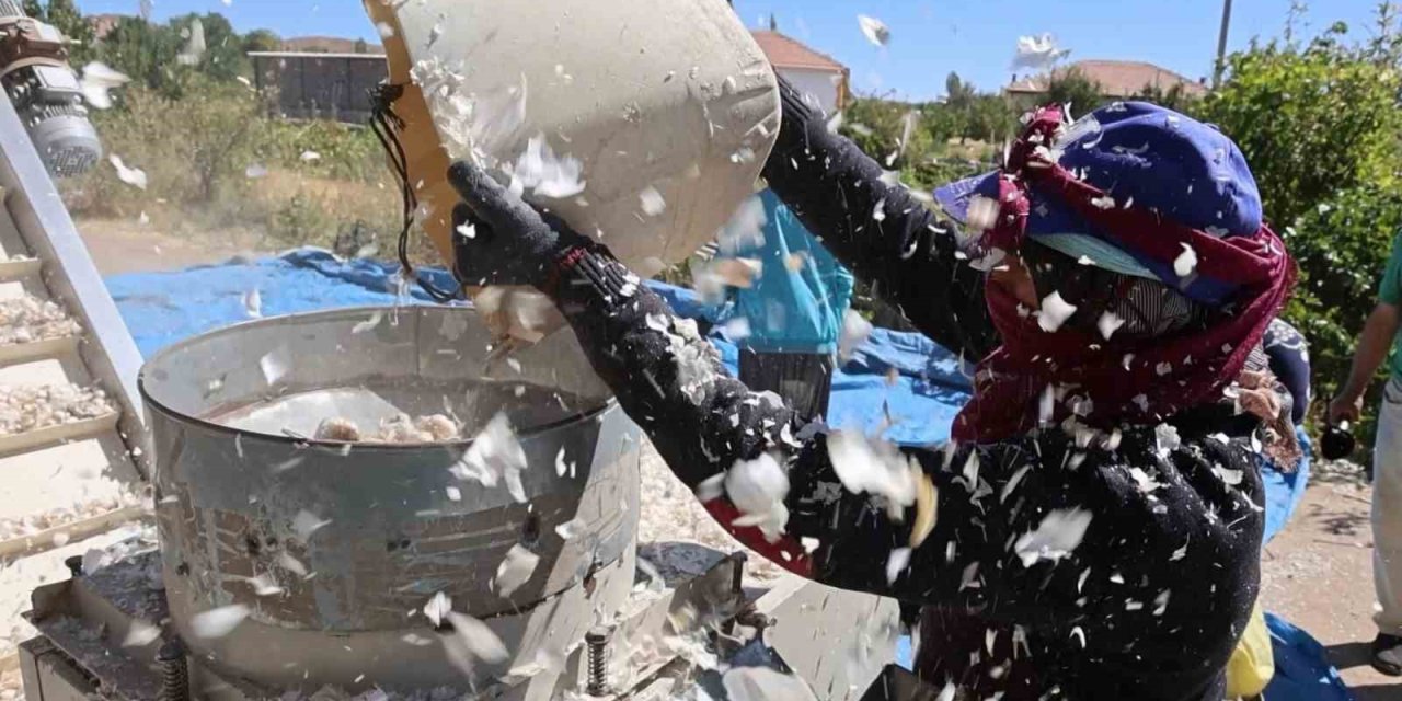 Aksaray’dan Yurt Dışına Gönderilecek Organik Sarımsakların Ekimi Başladı