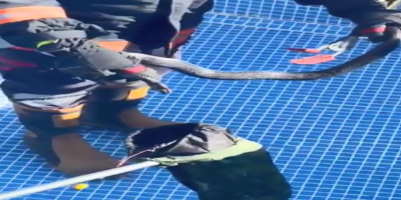 Mersin’de Havuza ’karayılan’ Girdi