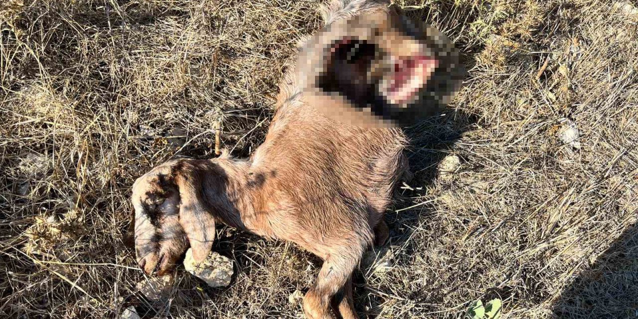 İstanbul’a Bir Günlüğüne İş Seyahatine Gitti, Döndüğüne Keçilerini Parçalanmış Halde Buldu