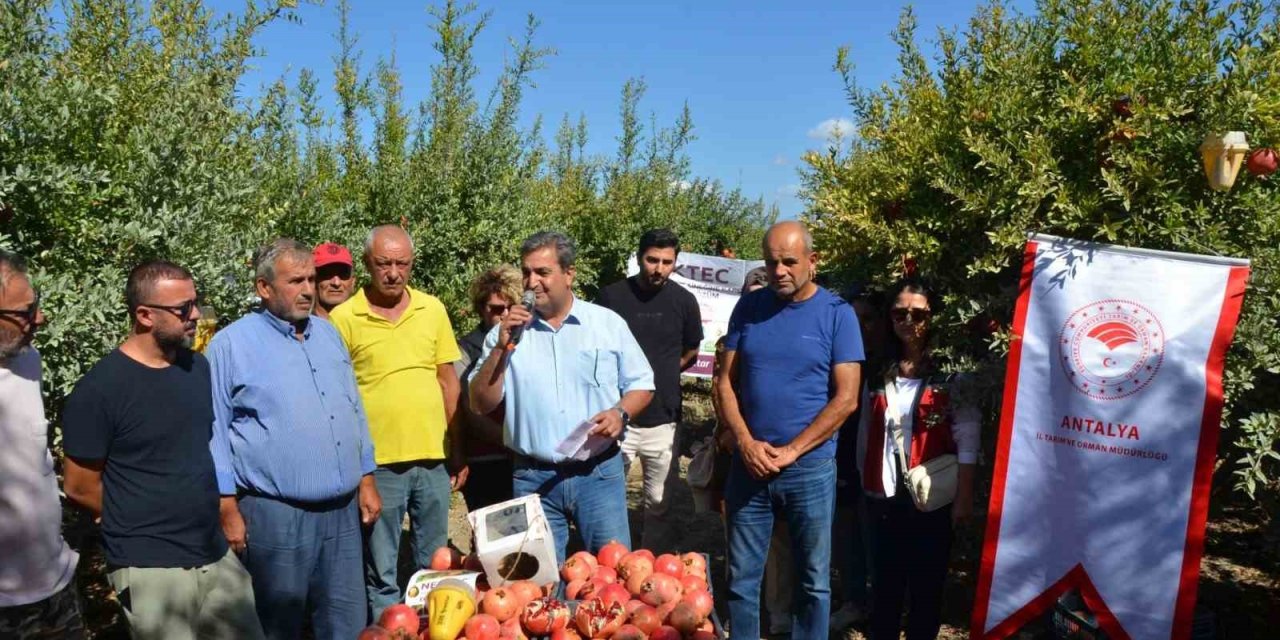 Serik’te Nar Hasadı Başladı