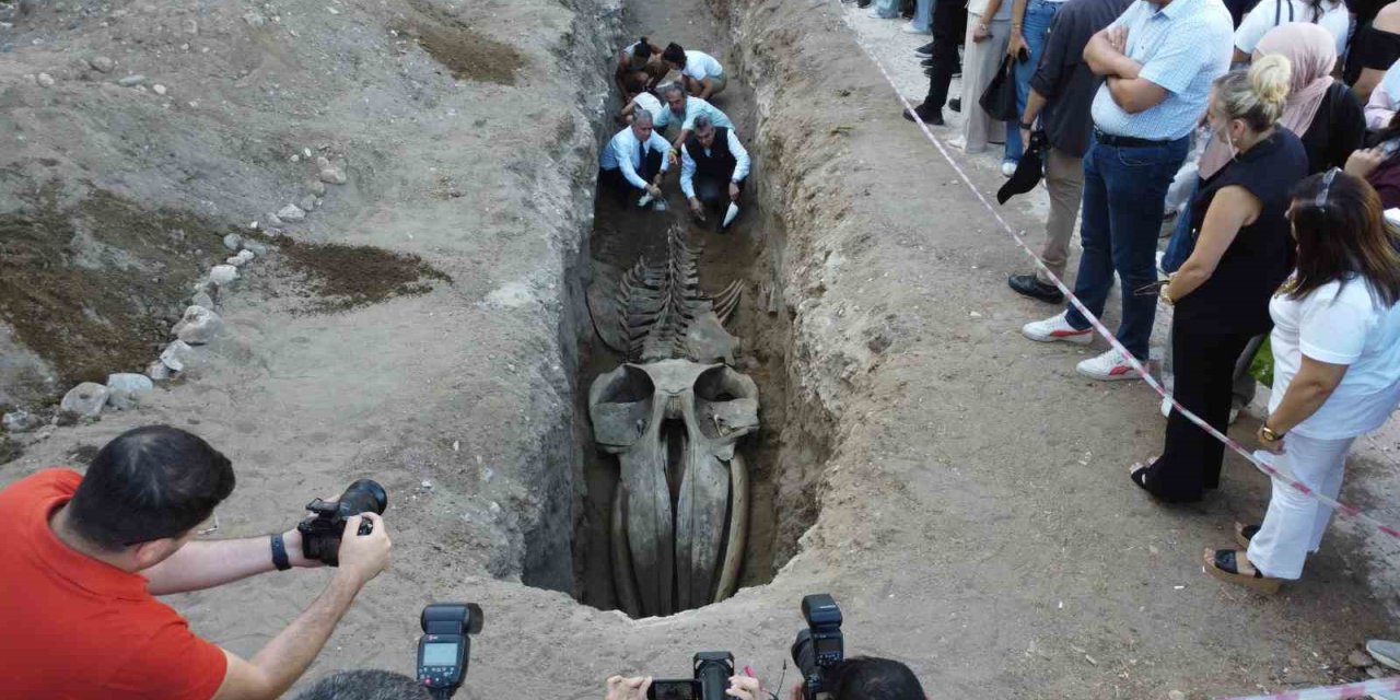 Heyecanlandıran Keşif: ’16 Metrelik ’balina’nın Kafatası Ve Gövdesi Tamamen Ortaya Çıktı