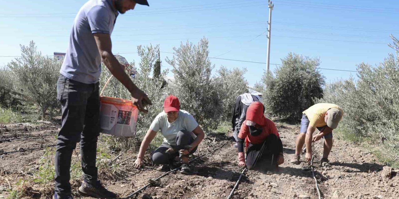 Mersin’de Üreticiye İlk Kez Enginar Yumrusu Desteği Verildi