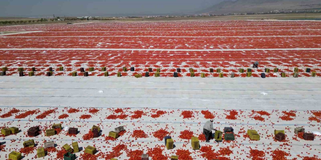 Niğde’de Güneşte Kuruyan Domatesler Dünya Sofralarında
