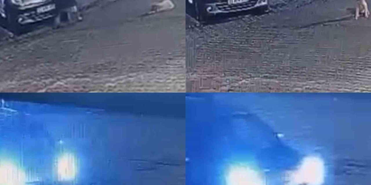 Aracın Üzerinden Geçtiği Köpek Telef Oldu