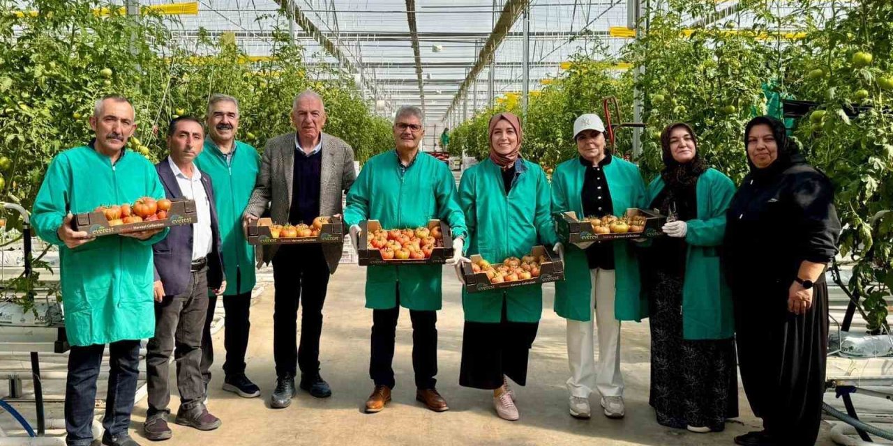 Niğde’de Jeotermal Enerjiyle Isıtılan Seralarda Domates Hasadı