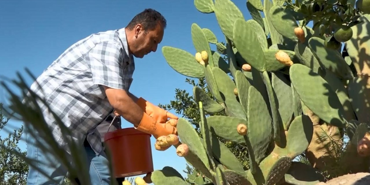 Kurak Tarlalardan Gelen Lezzet: Dikenli İncir Dondurmaya Dönüştü