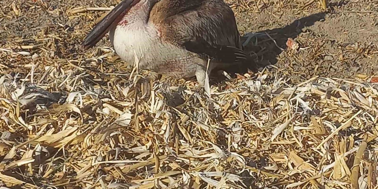 Yaralı Pelikana Vatandaşlardan Yardım Eli