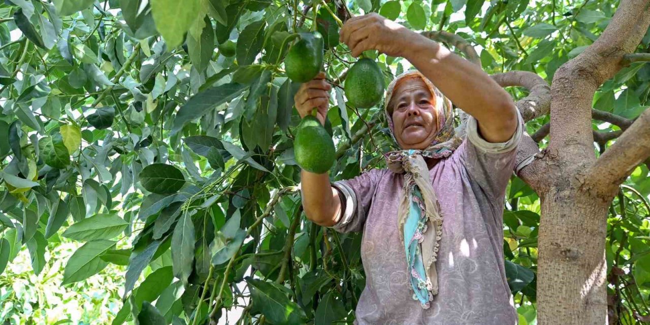 Mersin’de Çiftçiye Tropikal Meyve Desteği