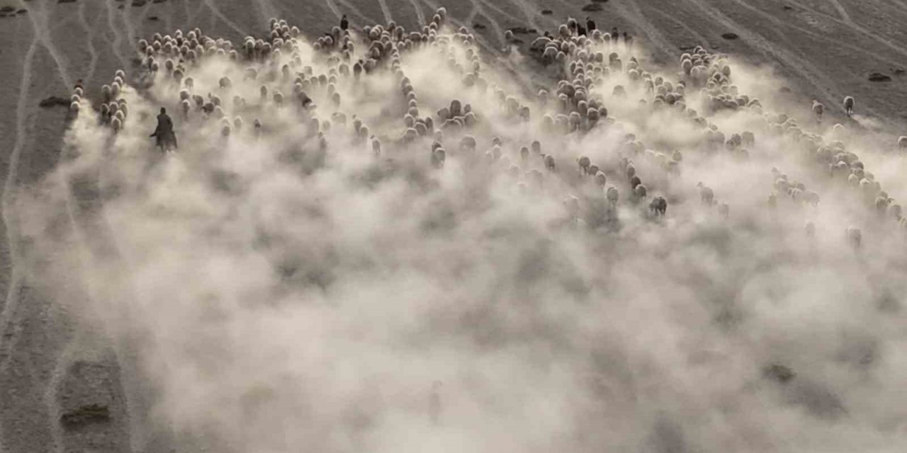 Arazide İlerleyen Koyun Ve Kuzuların Toz Bulutlarıyla Görüntüsü Görsel Şölen Sundu