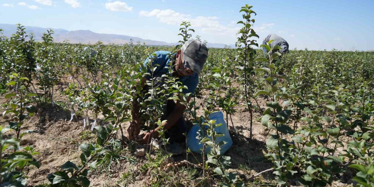 Niğde, Elma Fidanı Üretiminde Türkiye’nin Öncüleri Arasında
