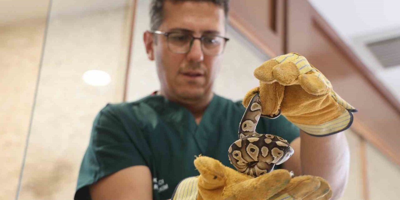 Konya’da Bir Şahsın Cebinden Çıkan Yavru Piton Yılanı Koruma Altına Alındı