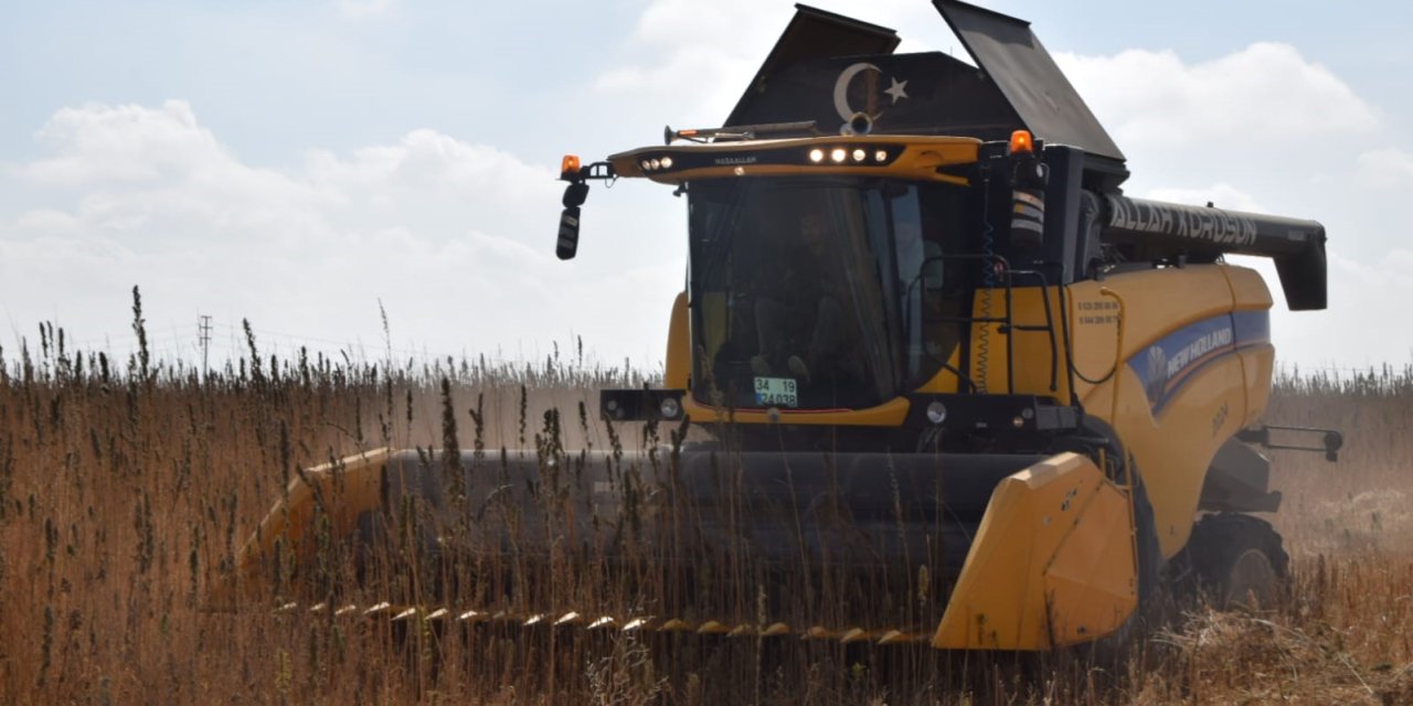 Konya Ovası’nda Kenevir Hasadı