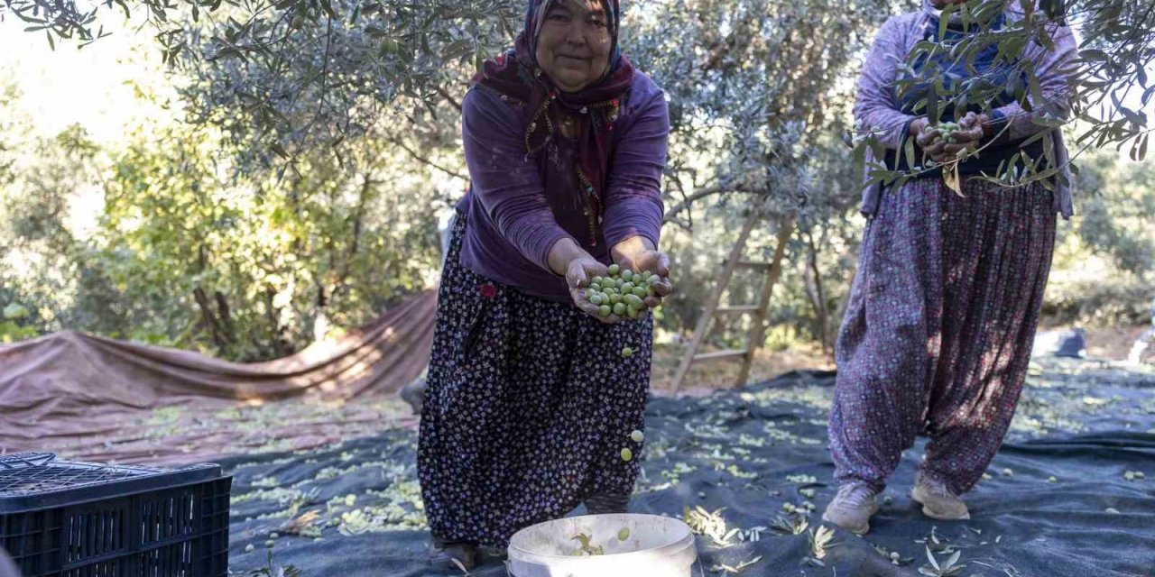 Mersin’deki Fidan Destekleri Meyvesini Veriyor