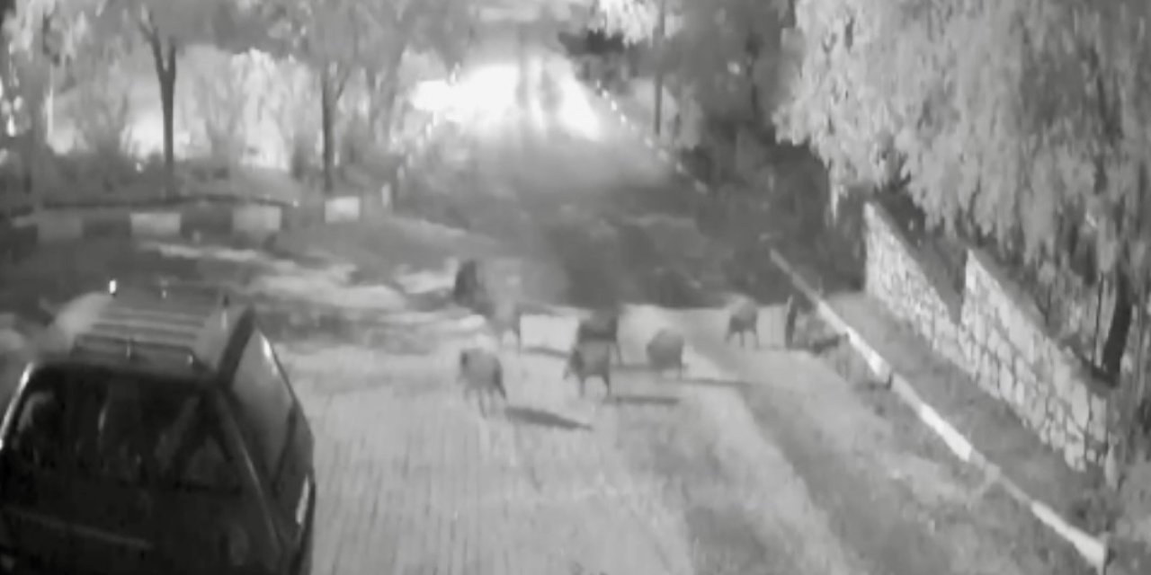 Antalya’da Domuz Sürüsü Gece Yarısı Köye İndi: O Anlar Kameraya Yansıdı