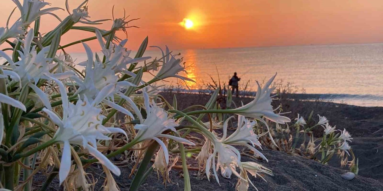 Cezası 2 Milyon 800 Bin Tl’ye Kadar Çıkıyor: Akdeniz’in Güzelliği Kum Zambakları Koruma Altına Alındı