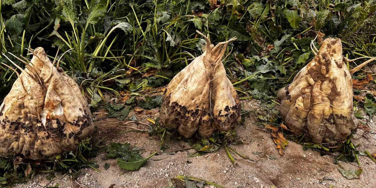 24 Kiloluk Dev Pancar Şaşkınlık Yarattı