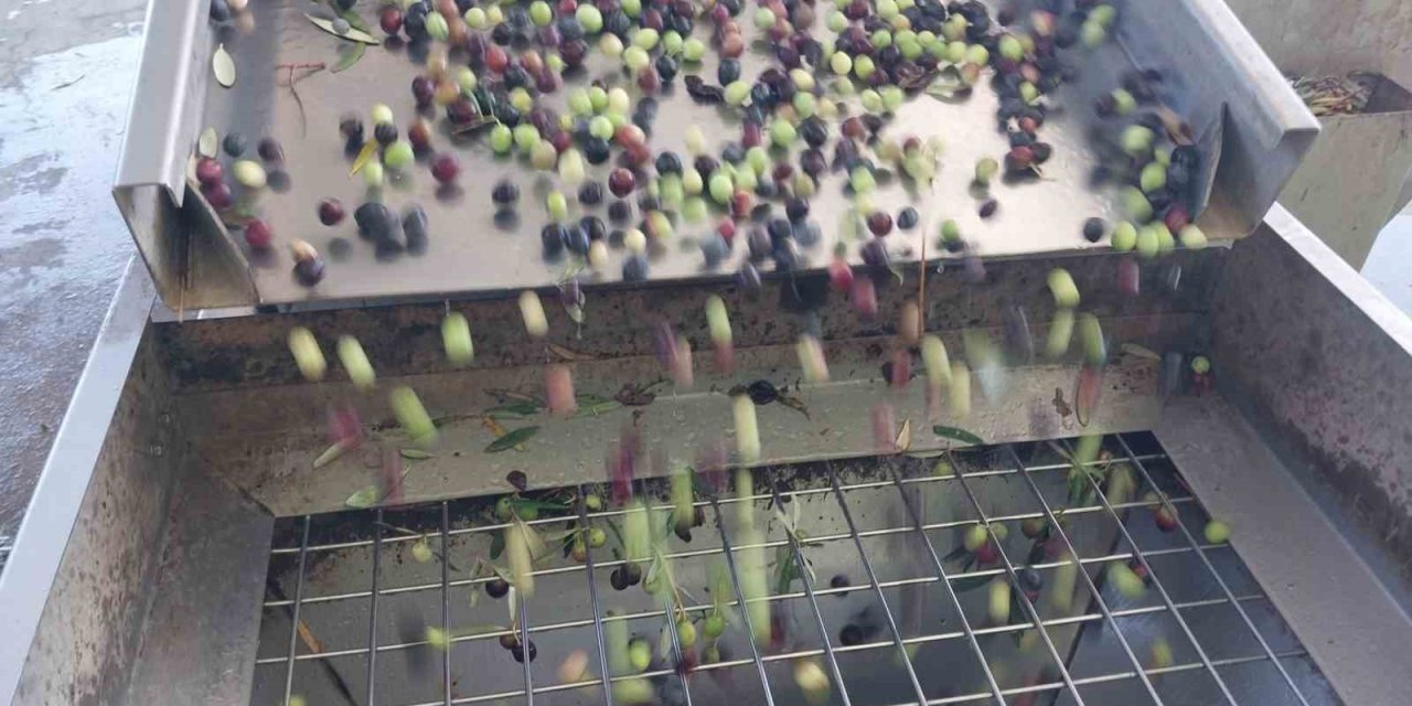 Zeytinin Zahmetli Yağ Yolculuğu Başladı
