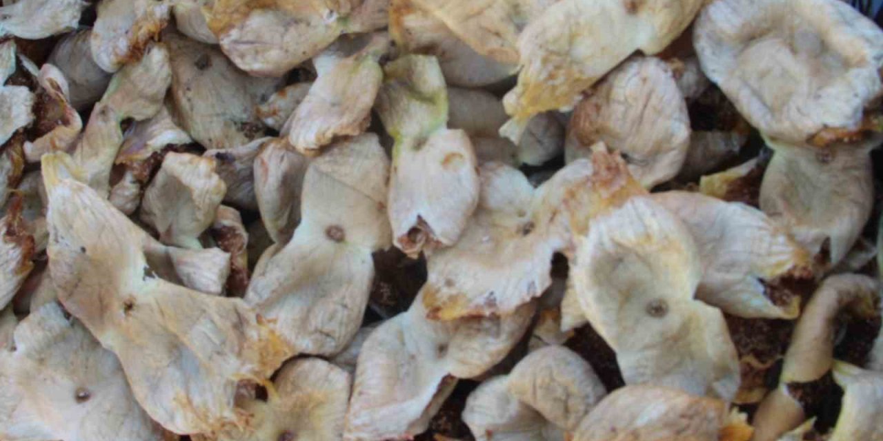 Mersin’de İncir Sezonu Sona Erdi, Üreticisinin Yüzü Güldü