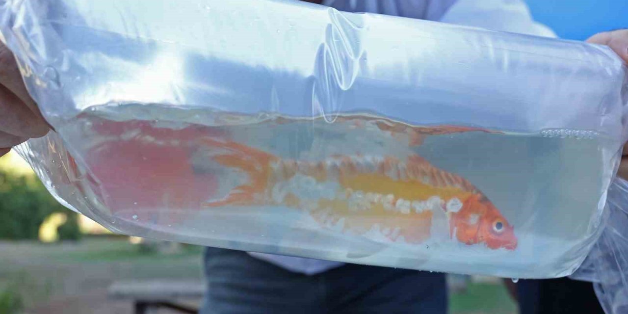 Tayland’tan Süs Balıkları, Tokat’tan Horoz, İstanbul’dan Kalkan Balığı