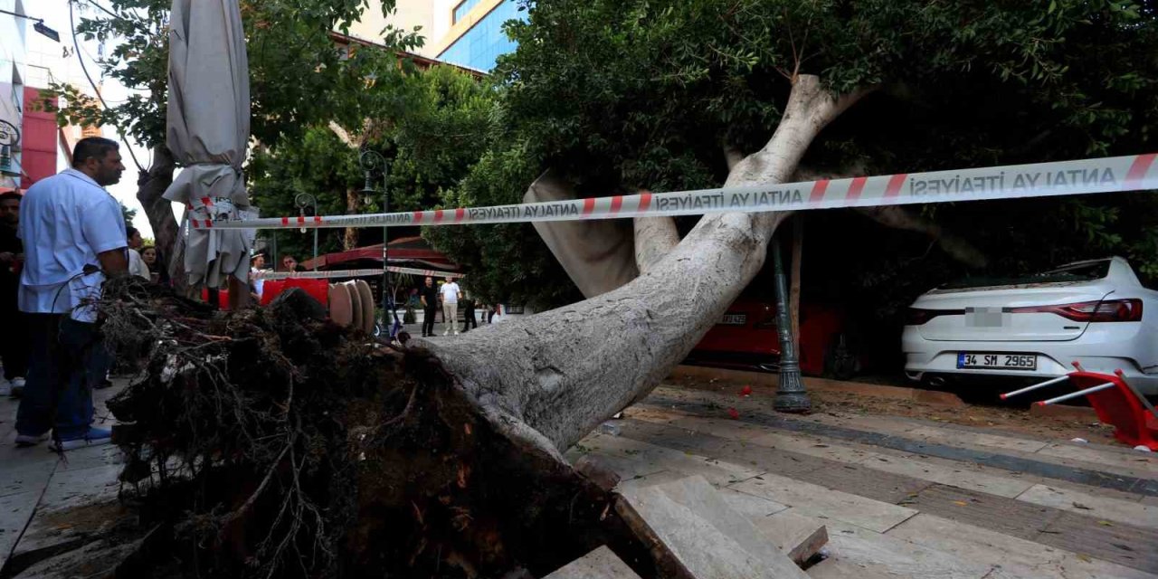 Antalya’da Faciadan Dönüldü: Araçların Üzerine Devrilen Ağacın Altında Kalmaktan Son Anda Kurtuldu