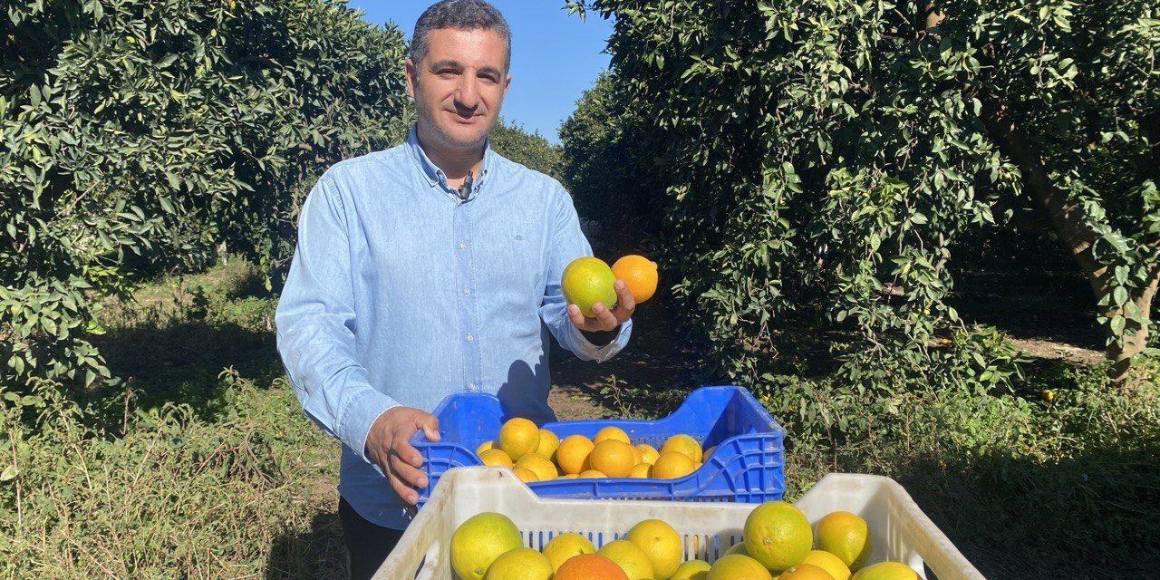 Finike’de Portakal Sezonu Başladı, 250 Bin Ton Rekolte Bekleniyor