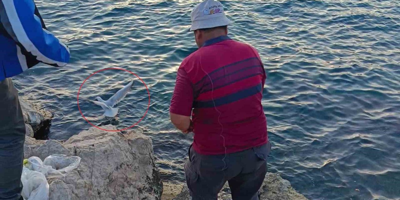 Oltaya Bu Kez Balık Yerine Martı Takıldı
