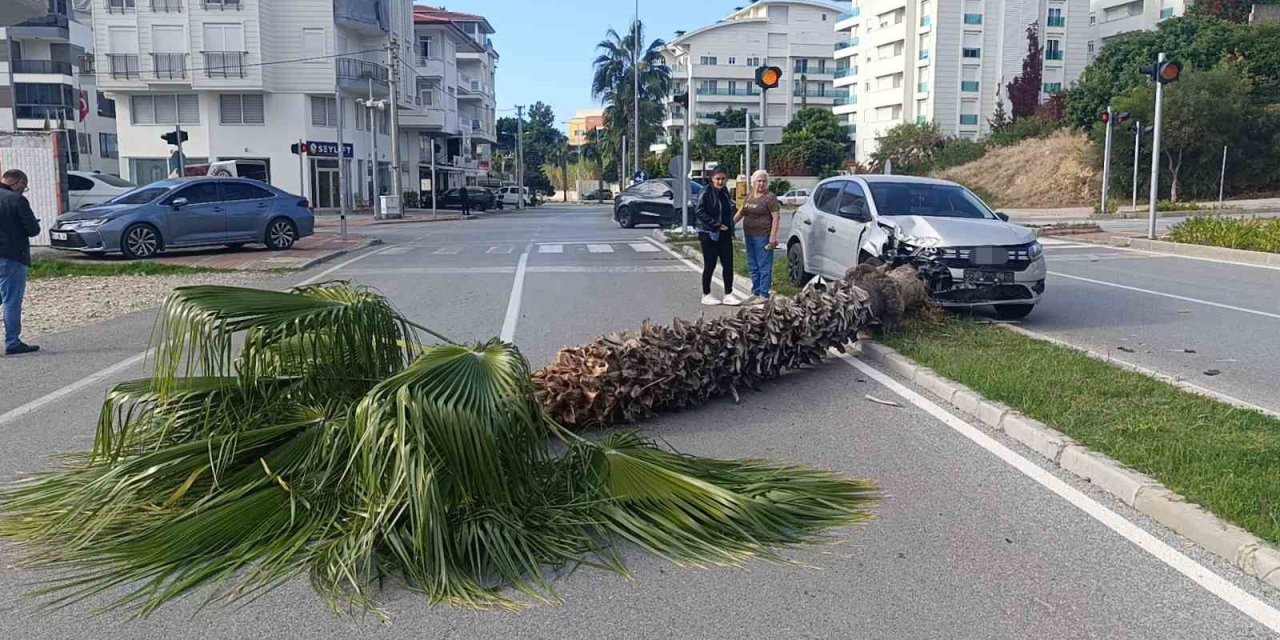 Şoförlük Eğitimi Yaparken Refüjdeki Palmiyeyi Devirdi, Kaza Anı Güvenlik Kamerasına Yansıdı