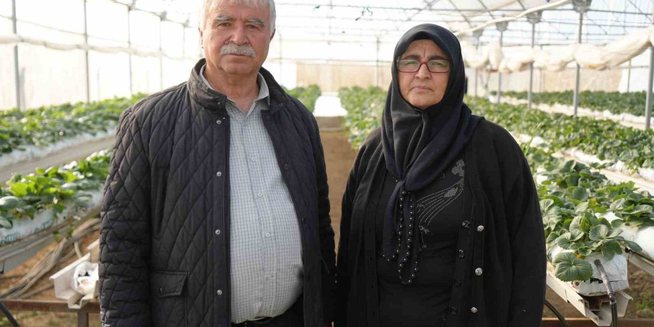 Niğde’de Topraksız Tarım Yöntemiyle Çilek Üretimi Kadın Emeğiyle Büyüyor