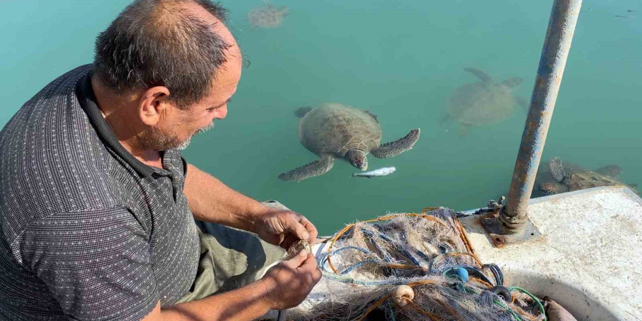 Balıkçıların Dostu: Göç Etmeyen Caretta Carettalar Limanı Mesken Tuttu
