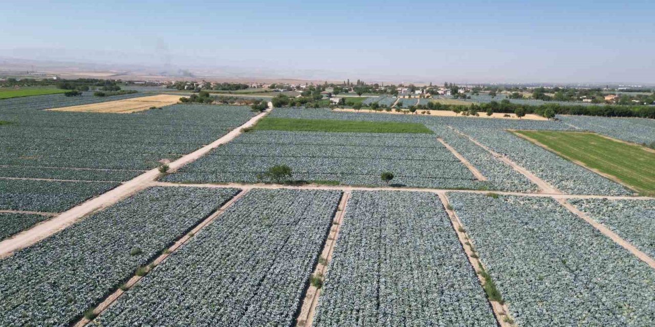 Niğde’de Lahana Tarlalarında Pestisit Denetimi Yapıldı