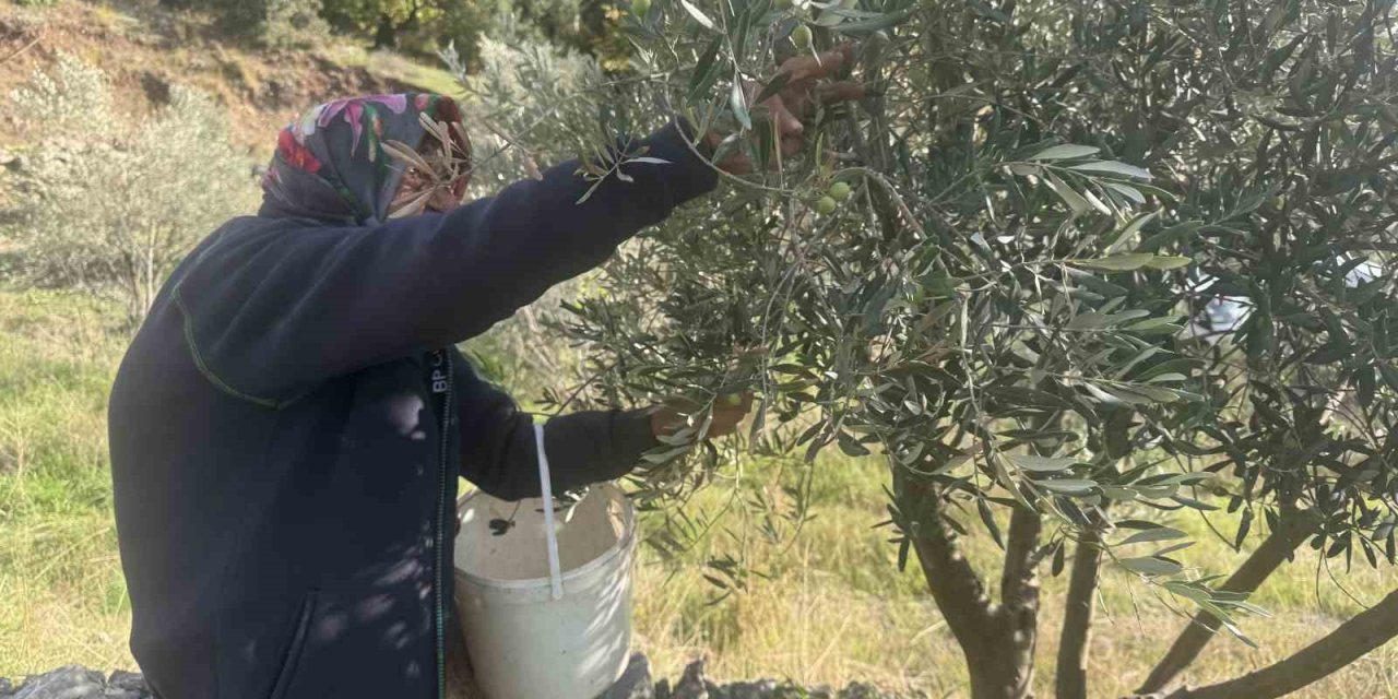 88 Yaşındaki Emine Nine Zeytin Hasadında