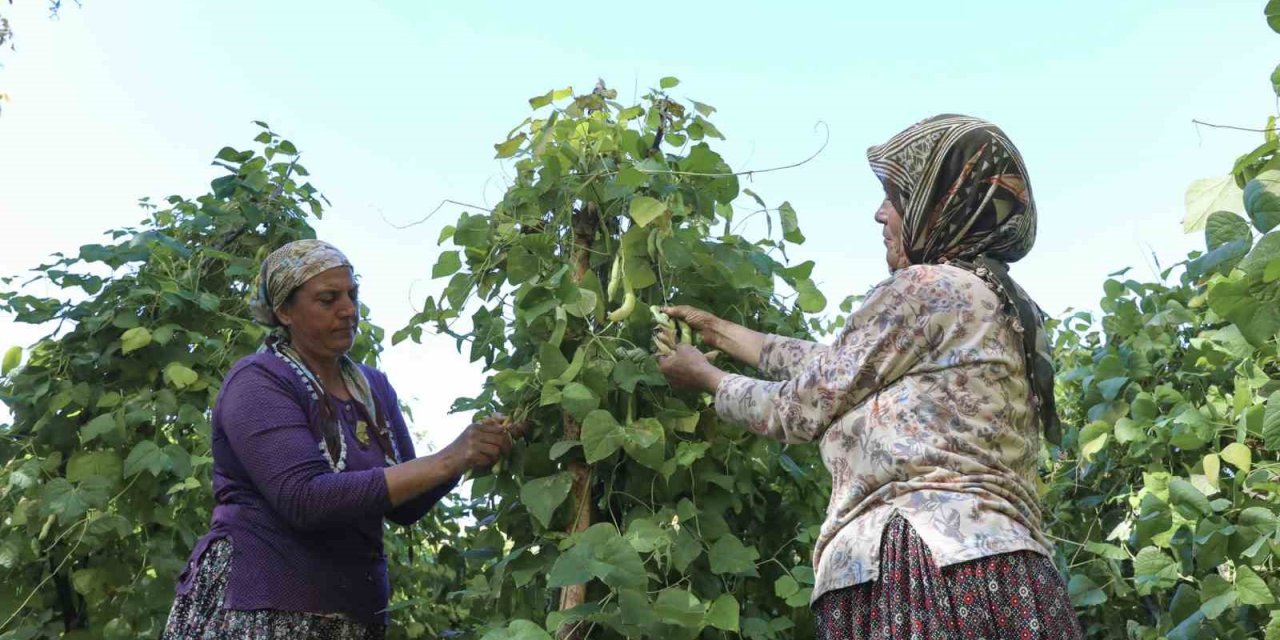 Mersin’de Atalık Tohumlar Gelecek Nesillere Aktarılıyor
