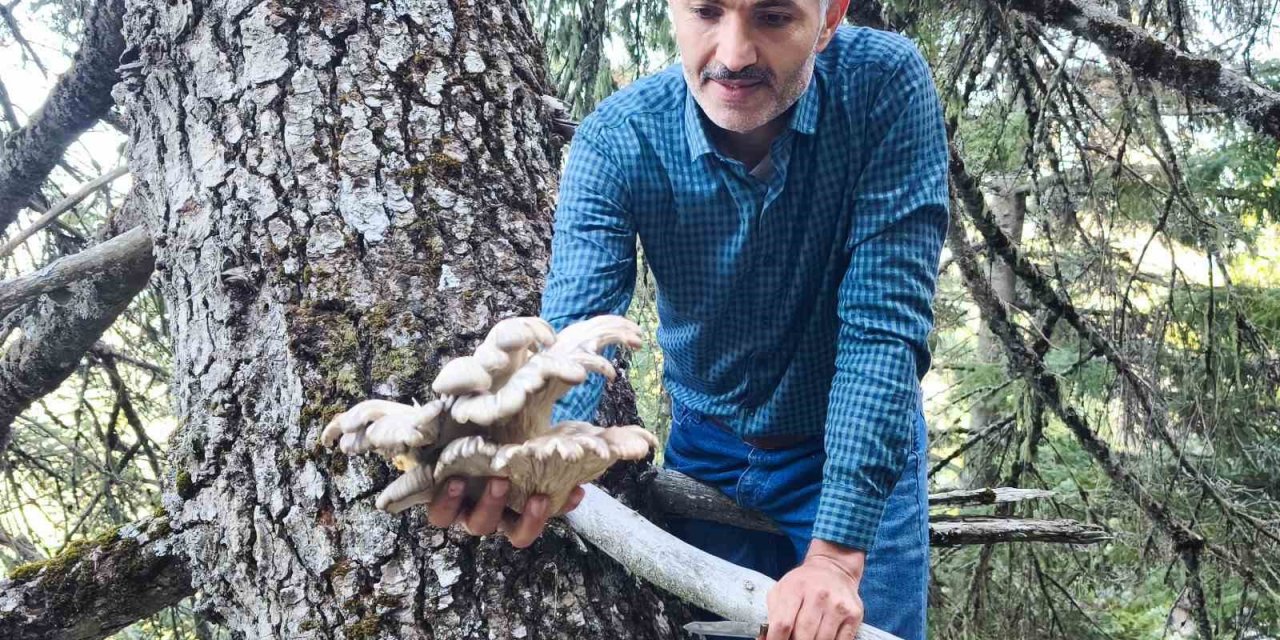 Mantar Avcılarının Ağaç Tepelerinde Tehlikeli Avı