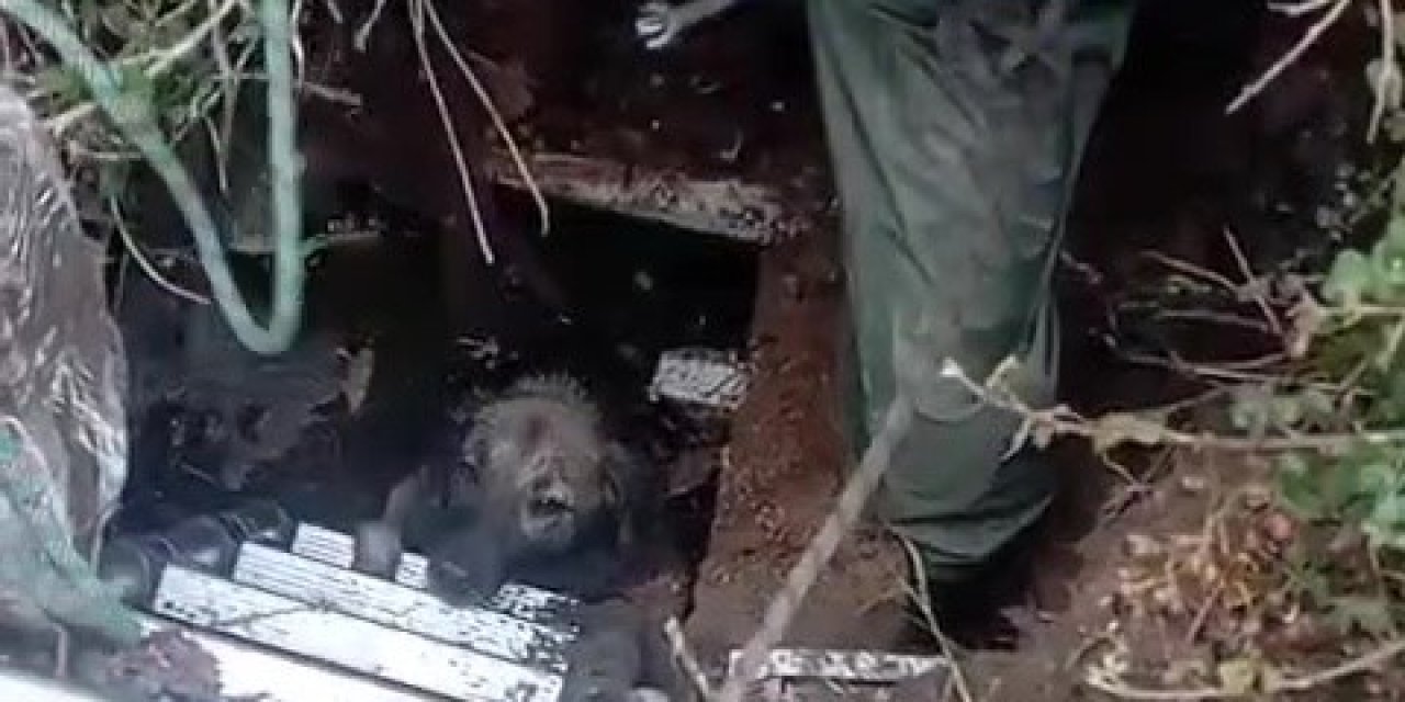 Foseptik Çukuruna Düşen Köpeği İtfaiye Kurtardı