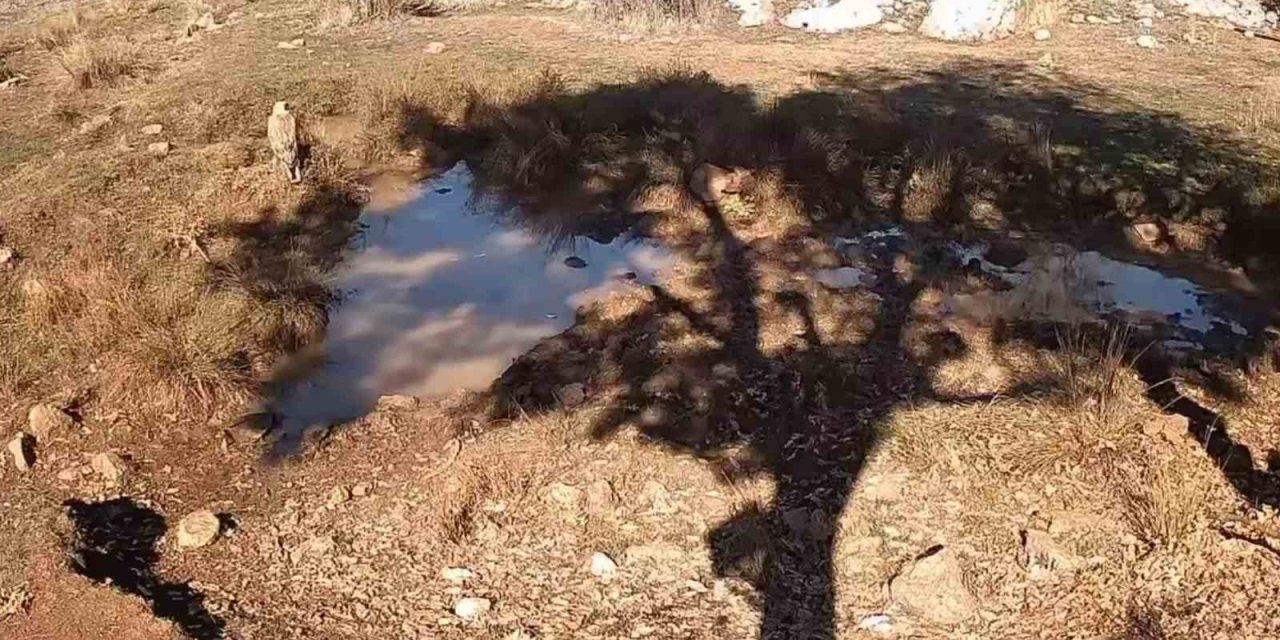 Fotokapanla Yaban Domuzunun Çamur Banyosu Ve Kurdun Av Peşindeki Anı Kaydedildi