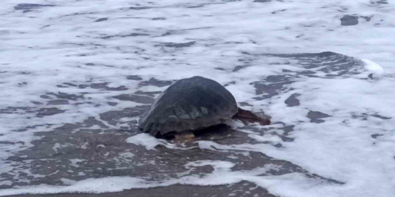 Antalya’da Yaralı Bulunan Caretta Caretta Tedavisinin Ardından Yeniden Özgürlüğe Kavuştu
