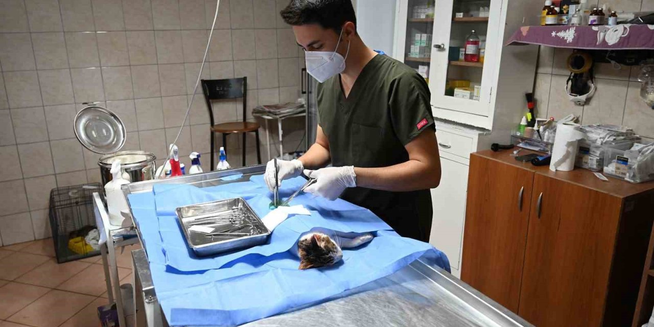 Kemer’de 227 Sokak Hayvanı Kısırlaştırıldı