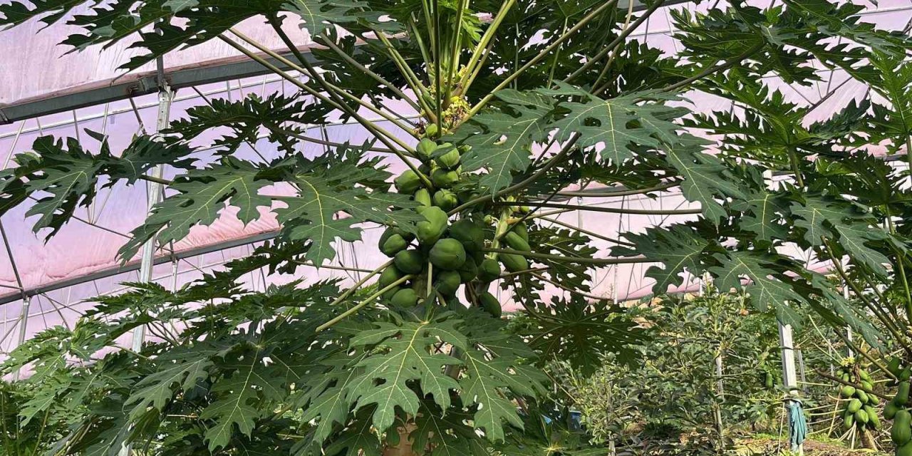 Alanya 40 Bine Yakın Tropikal Meyve Üreticisiyle İç Piyasa İhtiyacını Karşılıyor