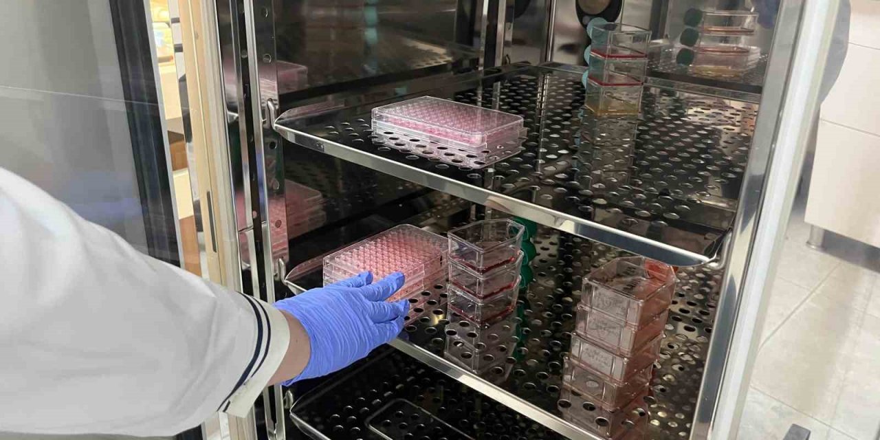 Parkinson’da Bağırsak- Beyin İletişimi Çip Üstü Organ Teknolojisiyle Araştırılıyor