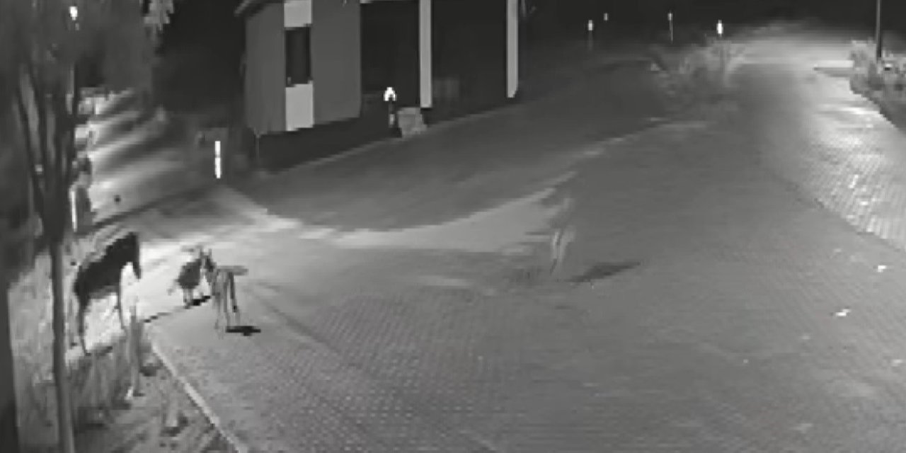 Aç Kalan Kurtlar Mahalleye İnerek Eşeğe Saldırdı