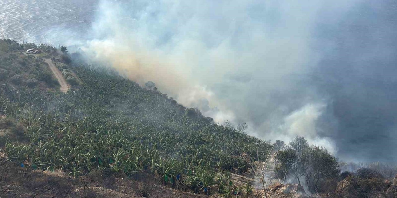 Antalya’da Muz Bahçesinde Yangın