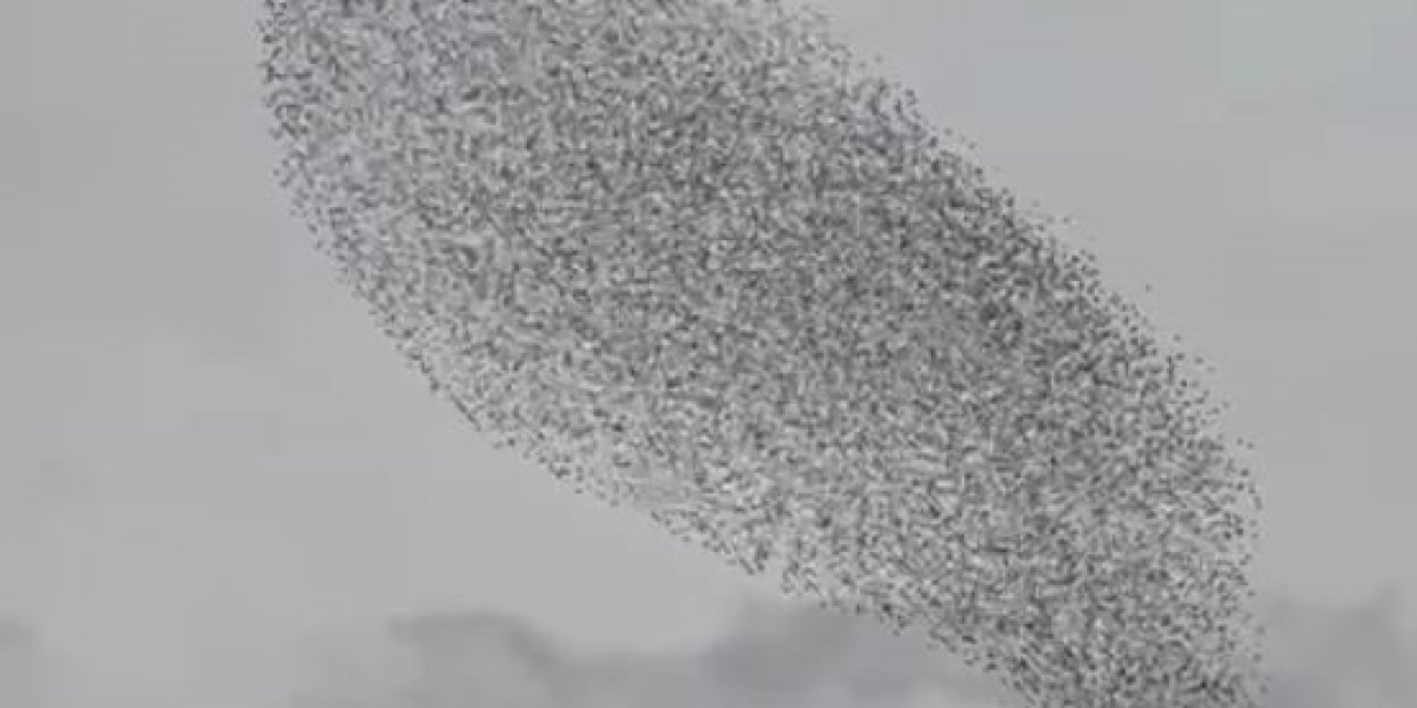 Karapınar’da Sığırcık Kuşları Görsel Şölen Oluşturdu