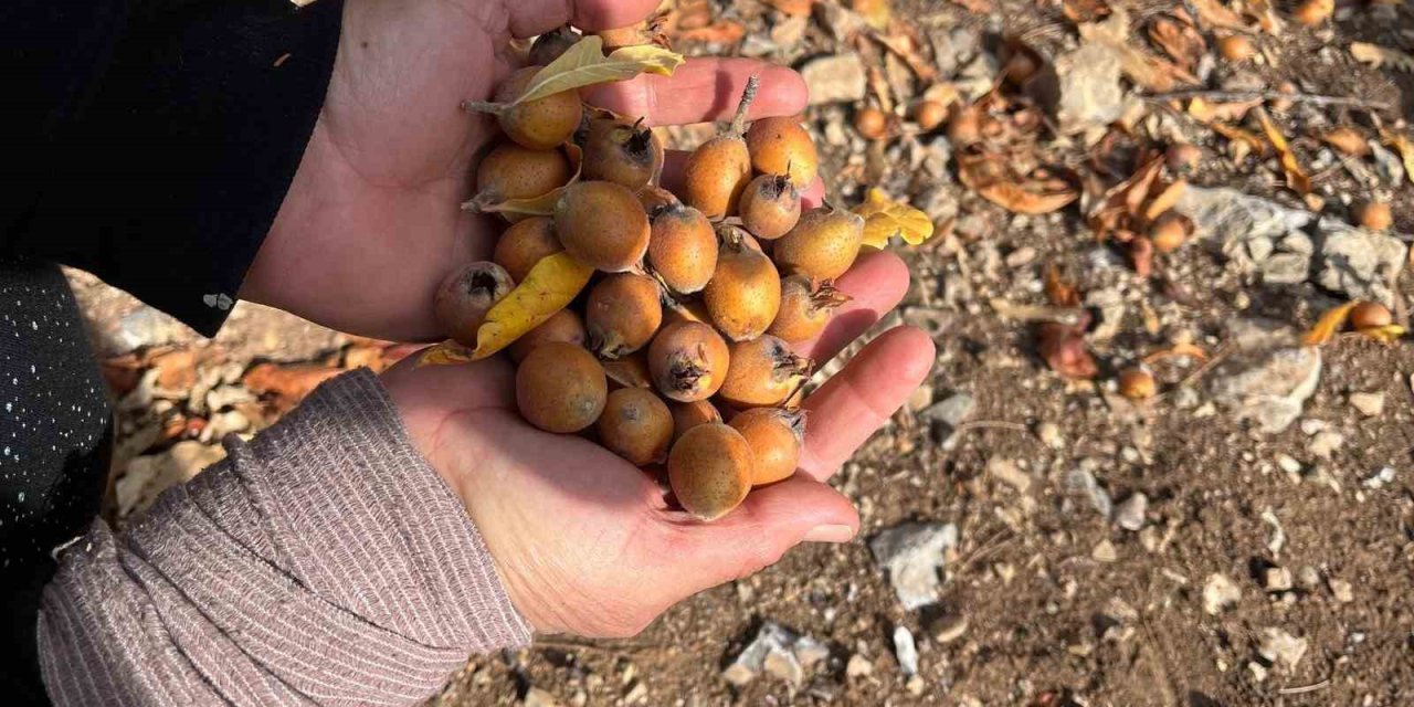 Toros Dağları’nda  Gizemli Hayırseverin 30 Yıl Önce Aşıladığı Meyveler Bölge Halkına Gelir Oldu