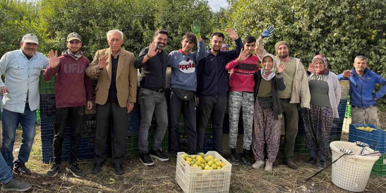 Binlerce Ailenin Geçim Kaynağı Limonun Başkentinde Hasat Zamanı
