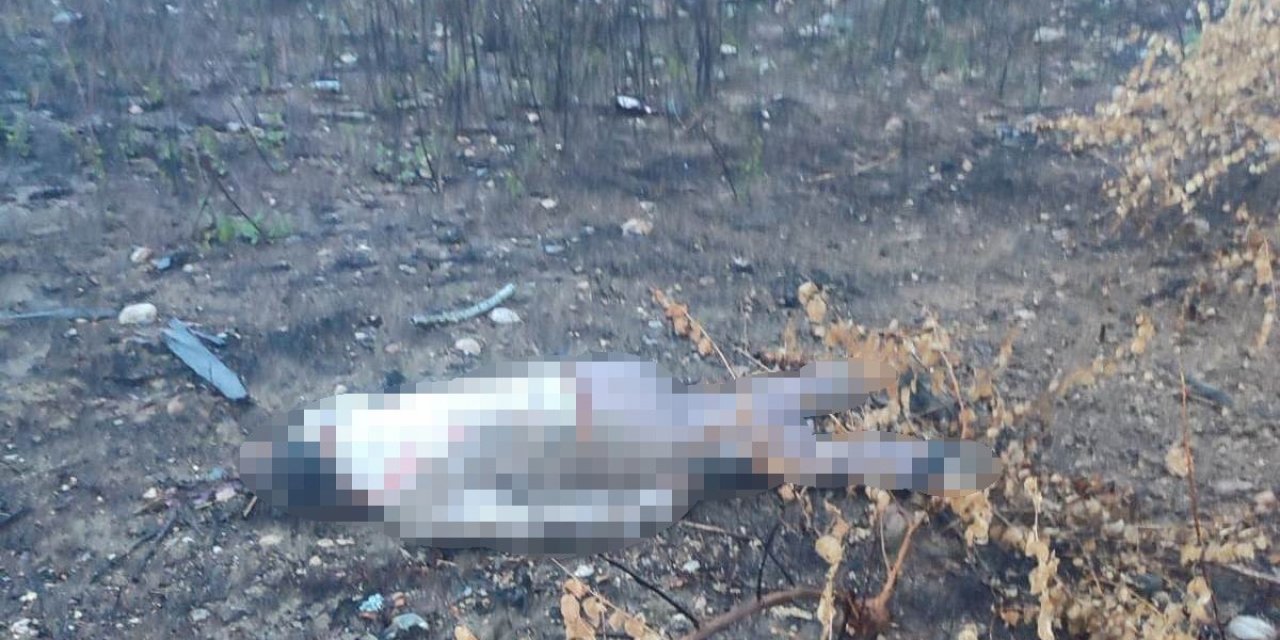 Mersin’de Kaza Yapan Araç Otoyolda, Sürücüsü 30 Metrelik Köprünün Altında Ölü Bulundu