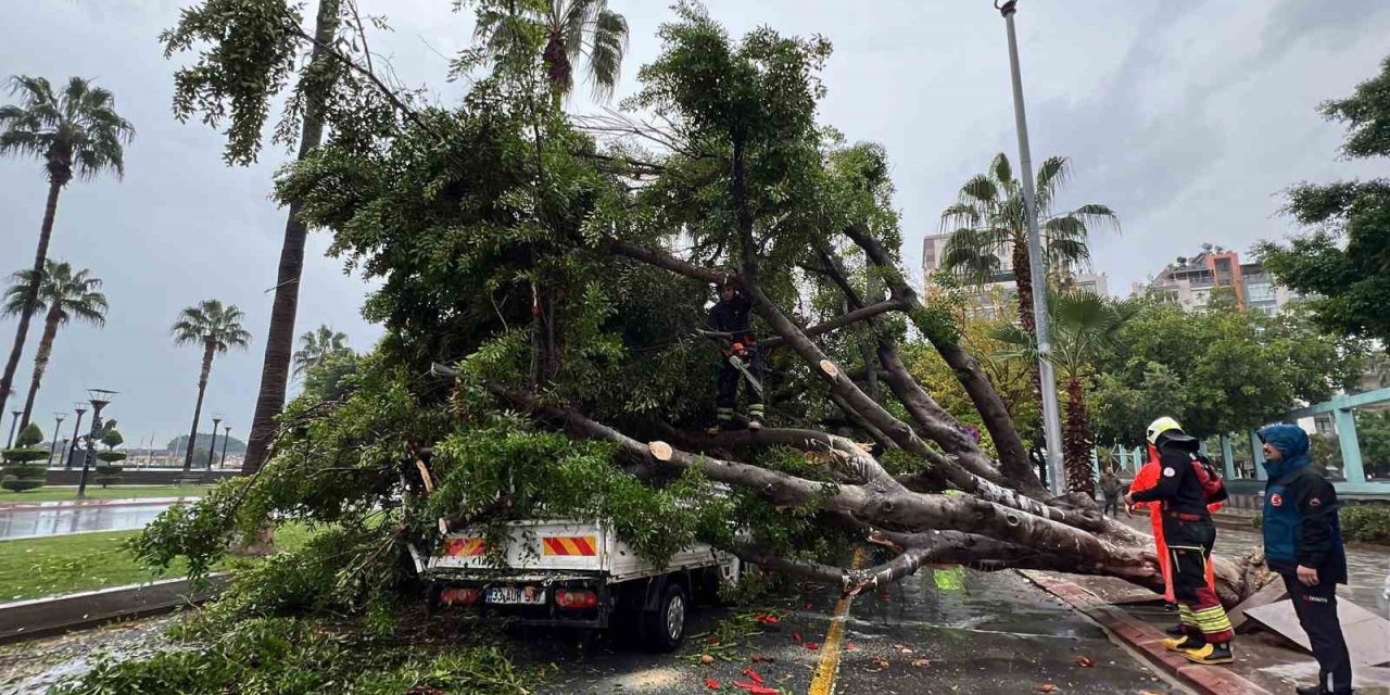 Mersin’de Devrilen Ağaç, Seyir Halindeki 3 Araca Zarar Verdi