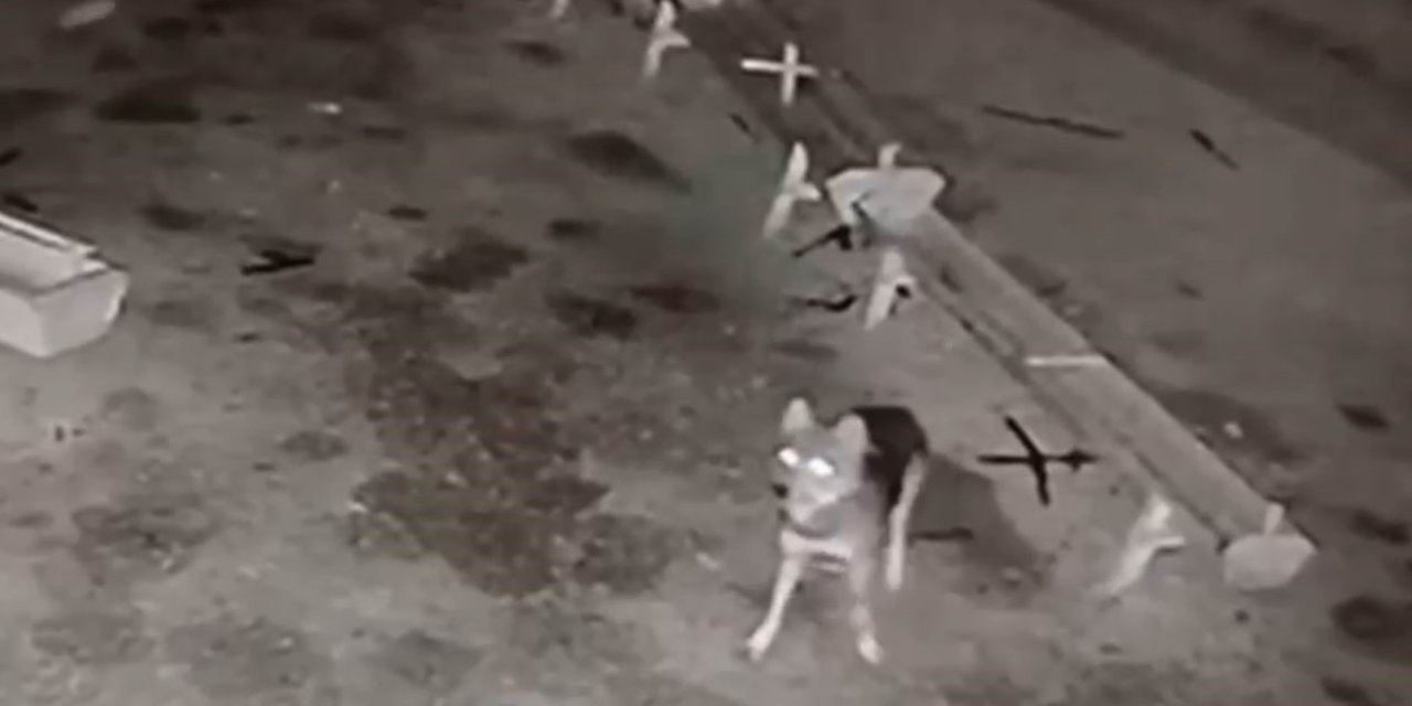 Ağıla Giren Kurt, 2 Koyunu Telef Etti